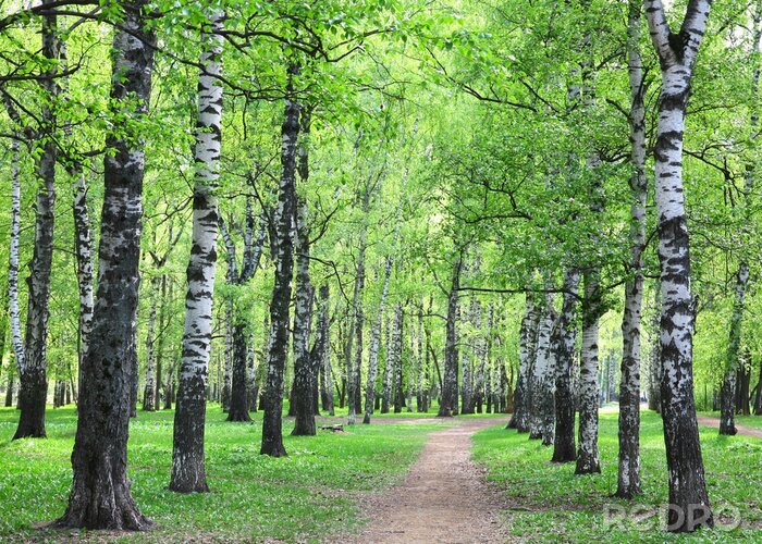 Fotobehang Voorjaarsberken bij een pad