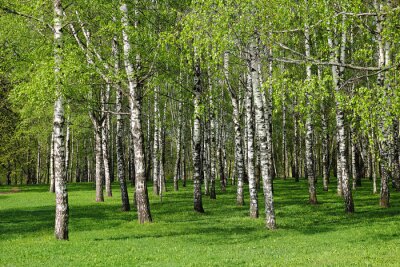 Fotobehang Voorjaarsberken en groen gras