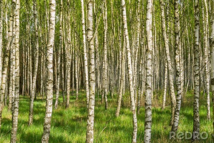 Fotobehang Voorjaarsberken in een bos