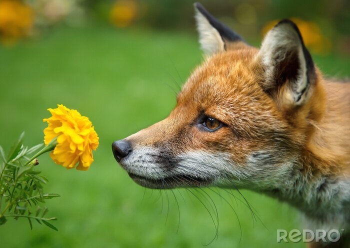 Fotobehang Vos snuffelt aan bloemen