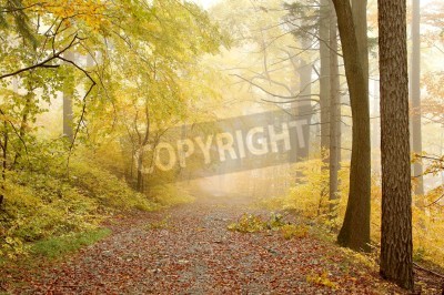 Fotobehang Vroege herfst in het bos