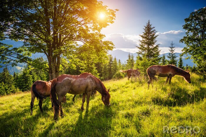 Fotobehang Vuile paarden weiden in het weiland dat door de zon wordt verlicht. Locatie plaats Karpaten, Oekraïne, Europa. Schoonheidswereld.