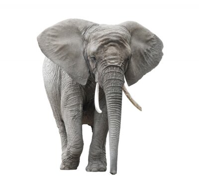 Fotobehang Wandelende olifant op heldere achtergrond