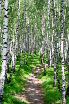 Fotobehang Wandeling door een berkenbos