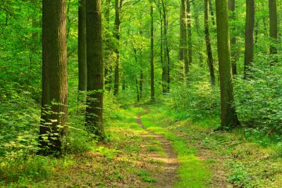 Fotobehang Wanderweg durch sonnigen grünen Wald im Sommer