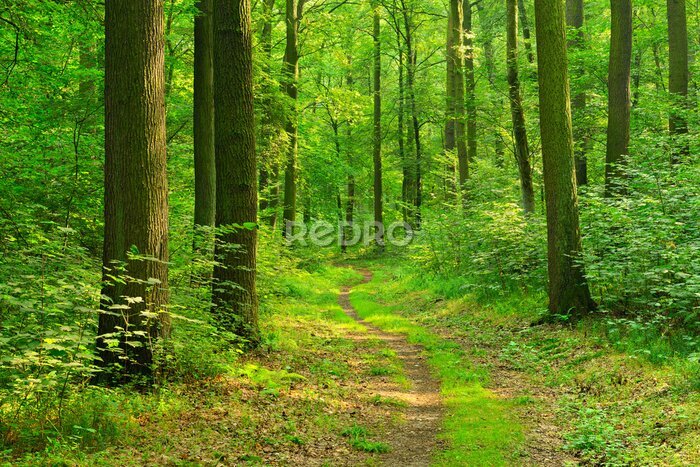 Fotobehang Wanderweg durch sonnigen grünen Wald im Sommer