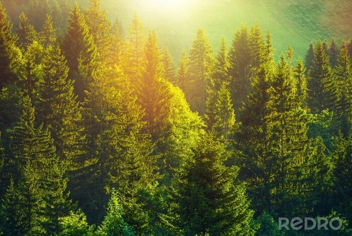 Fotobehang Warme zomerochtend in een bos