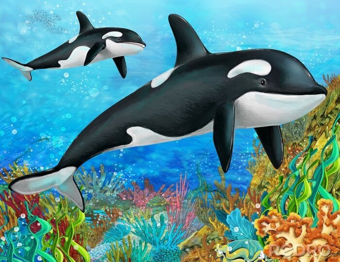 Fotobehang Waterdieren en koraalrif