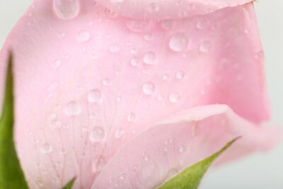 Fotobehang Waterdruppels op een roos in close-up
