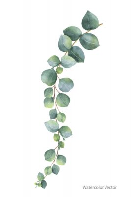 Sticker Waterverf eucalyptus