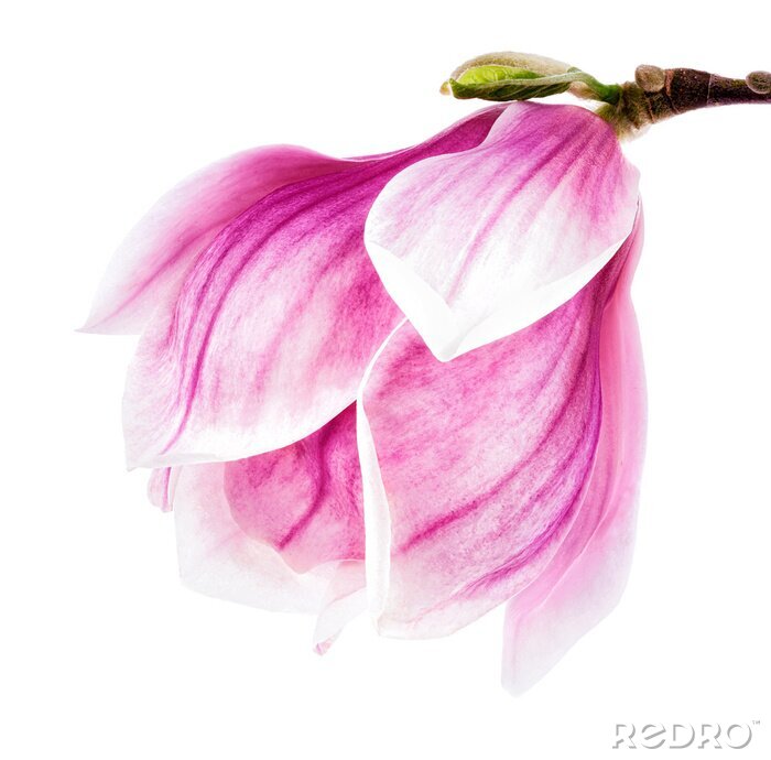 Fotobehang Waterverf roze magnolia