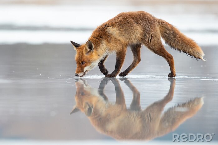 Fotobehang Weerspiegeling van de vos in het bevroren meer
