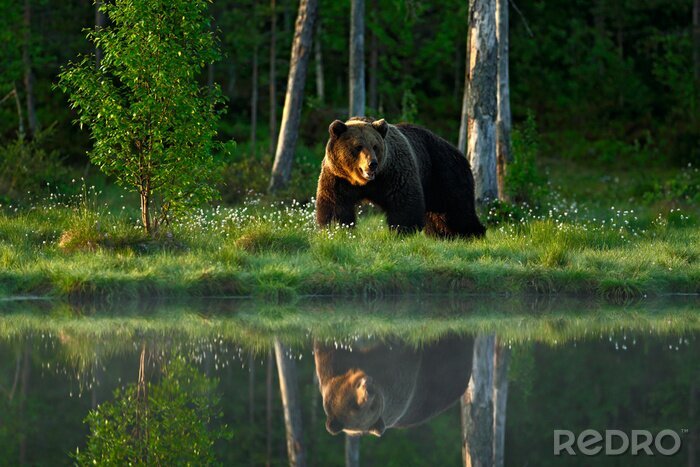Fotobehang Weerspiegeling van een beer in het meer