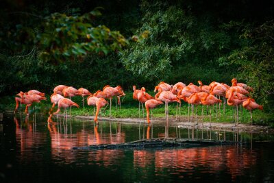 Fotobehang Weerspiegeling van flamingo's in het water
