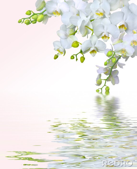 Fotobehang Weerspiegeling van witte bloemen in water