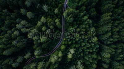 Fotobehang Weg door een bos