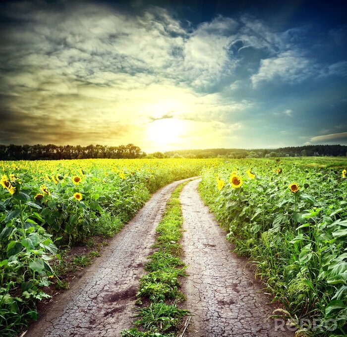 Fotobehang Weg door een veld met zonnebloemen