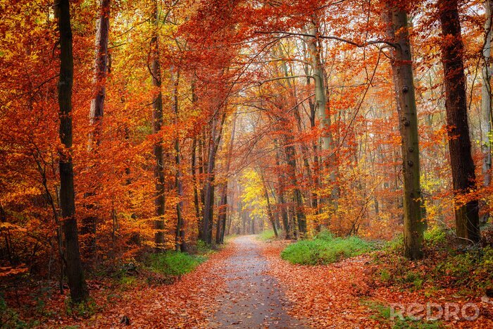 Fotobehang Weg door het herfstbos