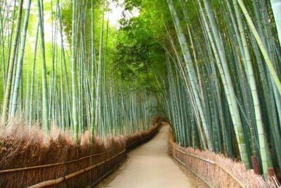 Fotobehang Weg in een bamboebos