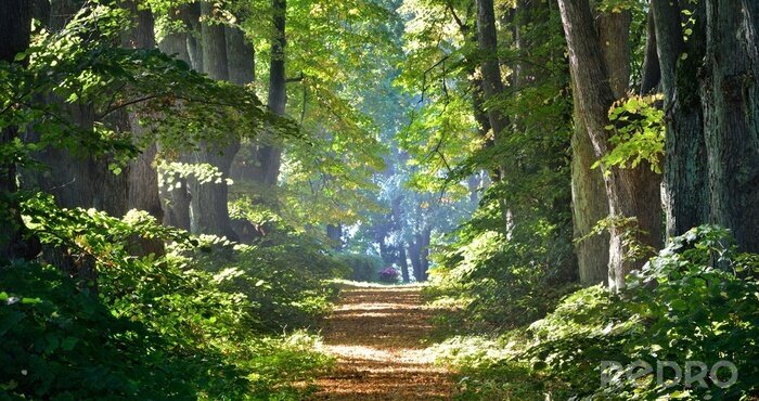 Fotobehang Weg in een prachtig bos in de ochtend