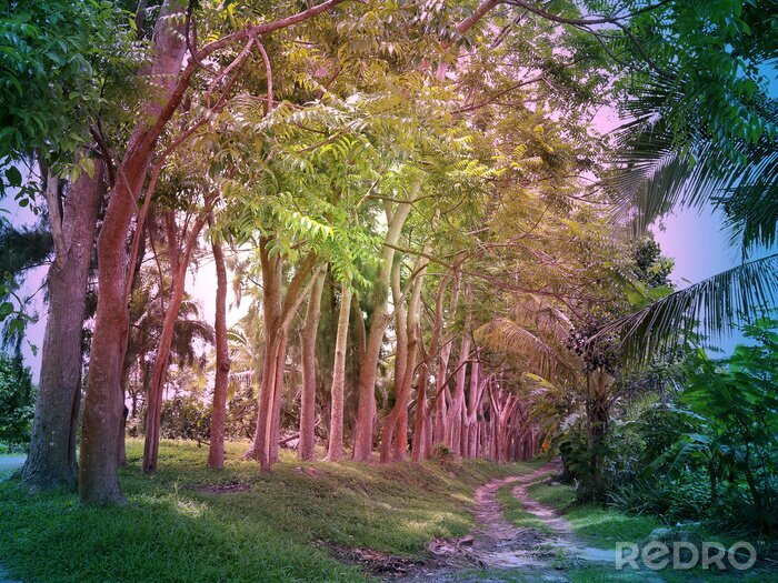 Fotobehang Weg in een prachtig tropisch bos
