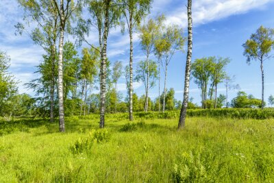 Fotobehang Weide en berken