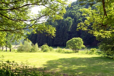 Fotobehang Weide en groene bomen