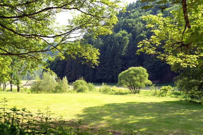 Fotobehang Weide en groene bomen