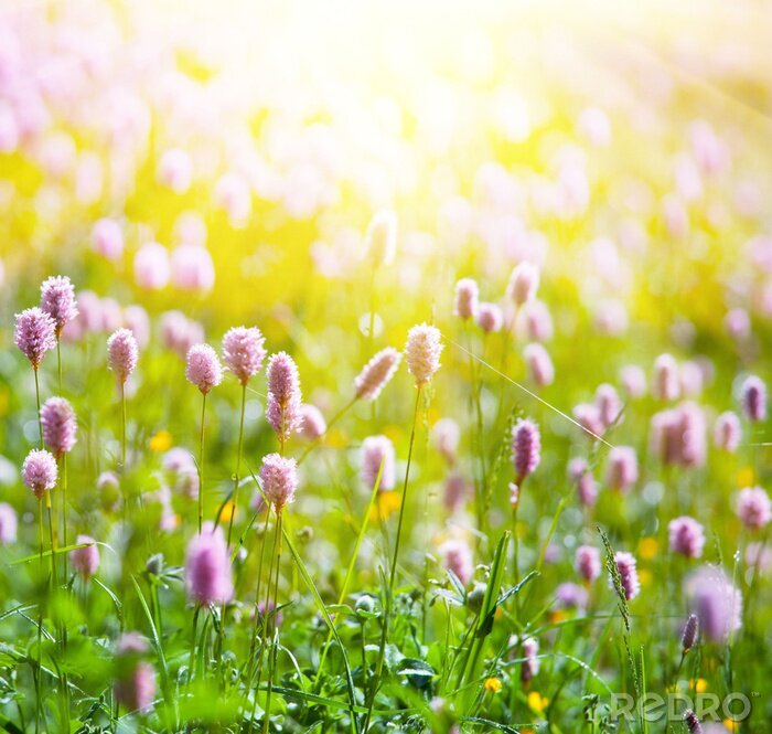 Fotobehang Weide en natuur