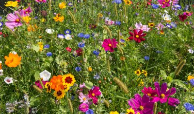 Fotobehang Weide met bloemen in de zomer