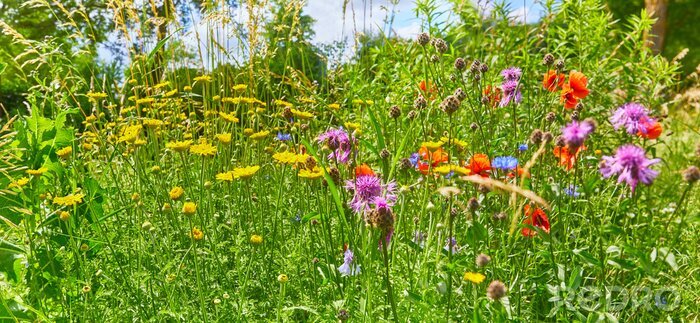 Fotobehang Weide met gras en bloemen