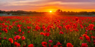 Fotobehang Weide met klaprozen bij zonsondergang