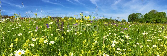 Fotobehang Weide met kleurrijke bloemen