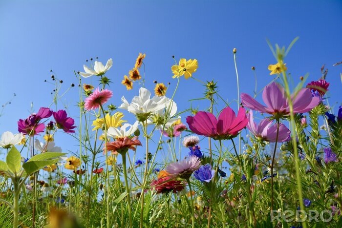 Fotobehang Weide met kleurrijke bloemen