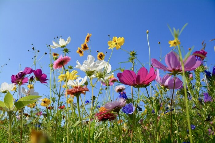 Fotobehang Weide met kleurrijke bloemen