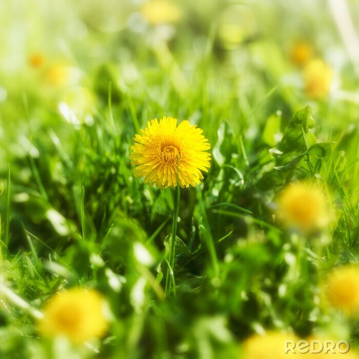 Fotobehang Weide met paardenbloemen