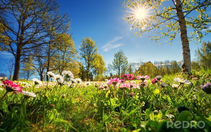 Fotobehang Weide met veel witte en roze lente madeliefjebloemen in zonnige dag