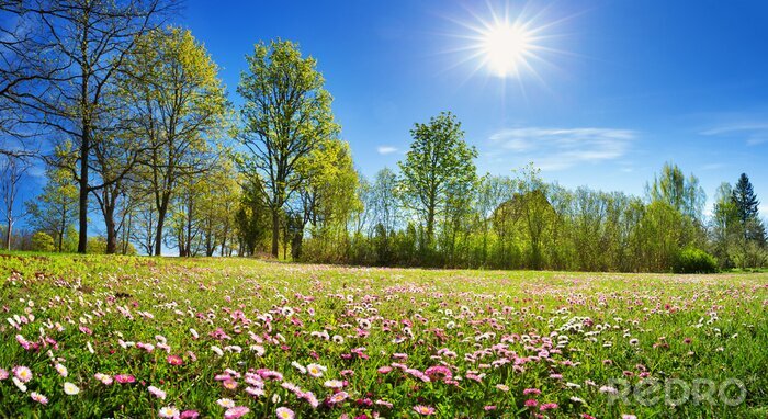 Fotobehang Weide met veel witte en roze lente madeliefjebloemen in zonnige dag