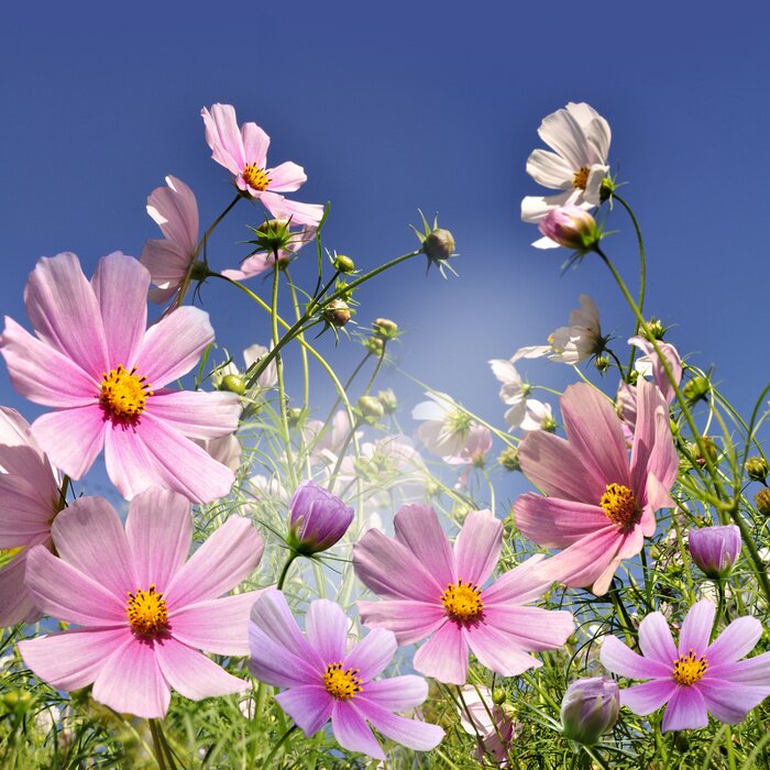 Fotobehang Weidebloemen
