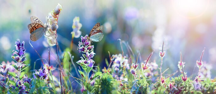 Fotobehang Weidebloemen en vlinders
