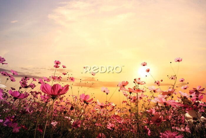 Fotobehang Weiland met bloemen verlicht door de stralen van de ondergaande zon