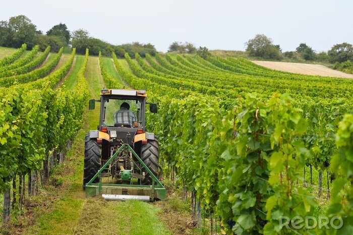 Fotobehang Wijn werkt met tractor in de wijngaard