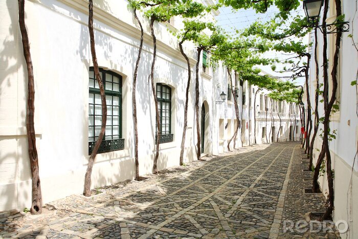 Fotobehang wijnstok in de smalle witte straat van het Spaanse Andalusië