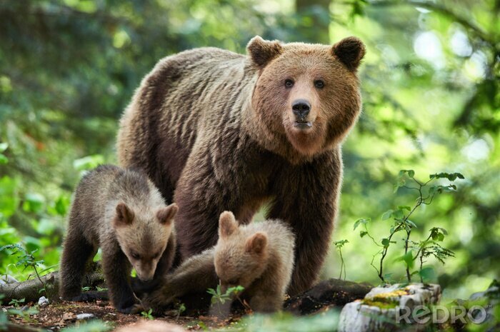 Fotobehang Wild brown bear (Ursus arctos) close up