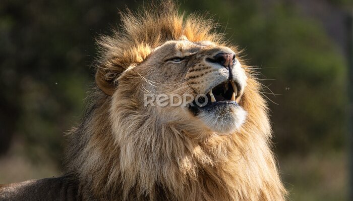 Fotobehang Wild brullende leeuw op safari