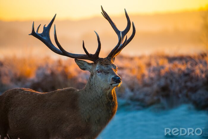 Fotobehang Wild dier in de ochtend