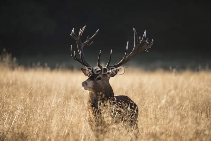 Fotobehang Wild dier in een open veld