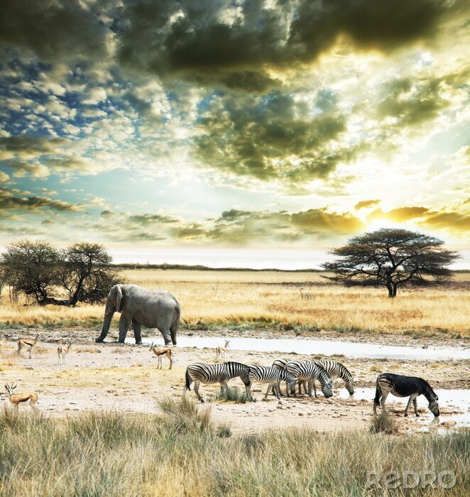 Fotobehang Wild dier op een savanne