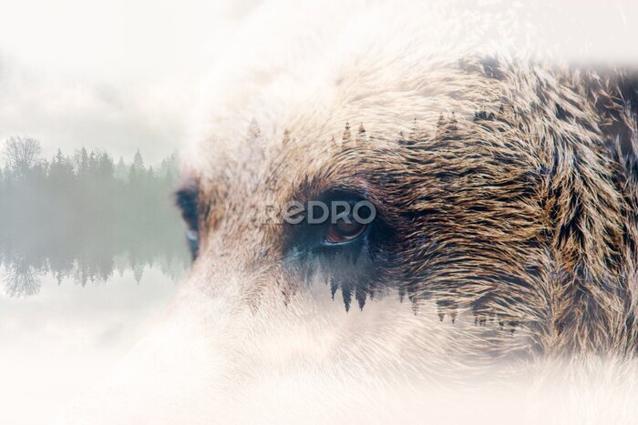 Fotobehang Wild Eyes Bear Abstract Portret