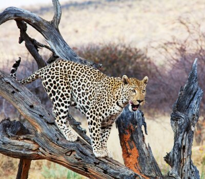 Fotobehang Wild luipaard op een boom